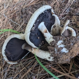 Agaricus sp. at Giralang, ACT - 28 Jan 2024