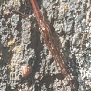 Tetragnatha sp. (genus) at Lower Cotter Catchment - 28 Jan 2024