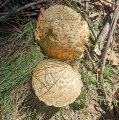 Unidentified Fungus at Palerang, NSW - 28 Jan 2024 by AlexGM