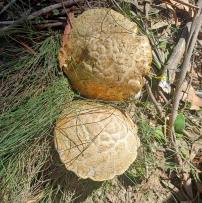 Unidentified Fungus at Palerang, NSW - 28 Jan 2024 by AlexGM