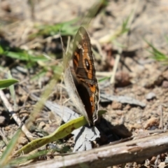 Junonia villida at Greenway, ACT - 28 Jan 2024