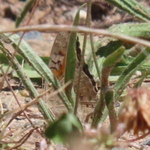 Junonia villida at Greenway, ACT - 28 Jan 2024