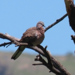 Spilopelia chinensis (Spotted Dove) at Greenway, ACT - 28 Jan 2024 by RodDeb