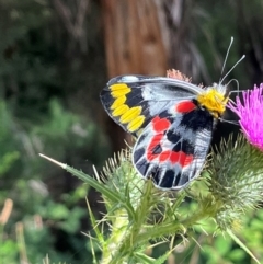 Delias harpalyce (Imperial Jezebel) at Lower Cotter Catchment - 27 Jan 2024 by dgb900