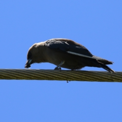 Artamus cyanopterus (Dusky Woodswallow) at Greenway, ACT - 28 Jan 2024 by RodDeb