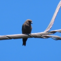 Artamus cyanopterus cyanopterus at Greenway, ACT - 28 Jan 2024