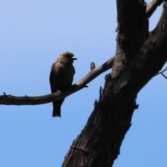 Artamus cyanopterus cyanopterus at Greenway, ACT - 28 Jan 2024