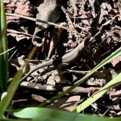 Lampropholis guichenoti (Common Garden Skink) at Aranda, ACT - 23 Jan 2024 by KMcCue