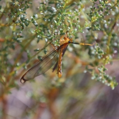 Nymphes myrmeleonoides (Blue eyes lacewing) at Captains Flat, NSW - 28 Jan 2024 by Csteele4