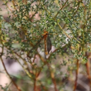 Nymphes myrmeleonoides at QPRC LGA - 28 Jan 2024