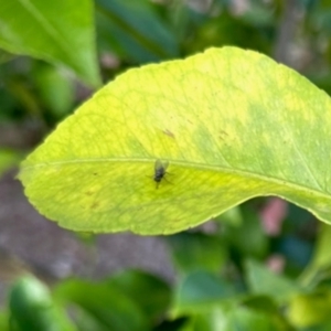 Diptera (order) at Aranda, ACT - 23 Jan 2024 05:40 PM