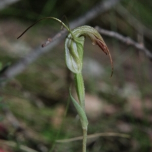 Diplodium sp. at QPRC LGA - 28 Jan 2024