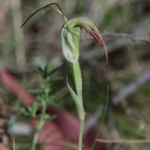 Diplodium sp. at QPRC LGA - 28 Jan 2024