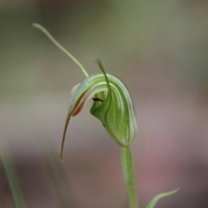 Diplodium decurvum at Tallaganda State Forest - suppressed