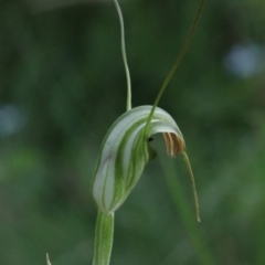 Diplodium decurvum at Tallaganda State Forest - suppressed