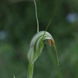 Diplodium decurvum at Tallaganda State Forest - suppressed