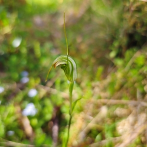 Diplodium decurvum at Tallaganda State Forest - suppressed