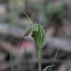 Diplodium decurvum at Tallaganda State Forest - suppressed