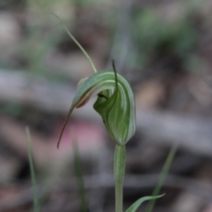 Diplodium decurvum at Tallaganda State Forest - suppressed