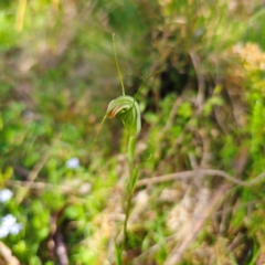 Diplodium decurvum at Tallaganda State Forest - suppressed