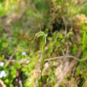 Diplodium decurvum at Tallaganda State Forest - suppressed