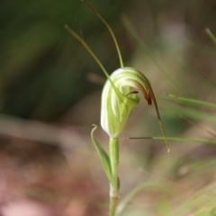 Diplodium decurvum (Summer greenhood) at QPRC LGA - 28 Jan 2024 by Csteele4