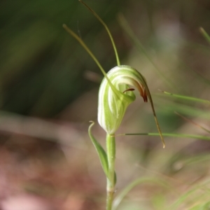 Diplodium decurvum at QPRC LGA - suppressed