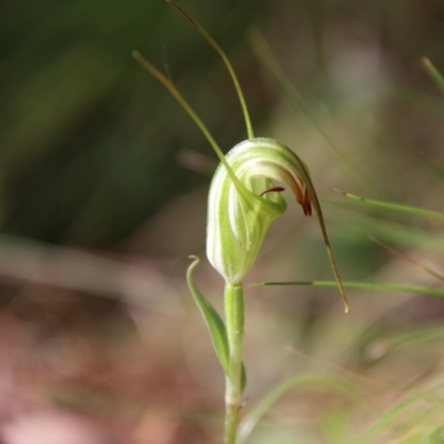 Diplodium decurvum (Summer greenhood) at QPRC LGA - 28 Jan 2024 by Csteele4