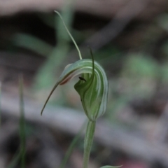 Diplodium decurvum at QPRC LGA - suppressed