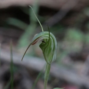 Diplodium decurvum at QPRC LGA - suppressed