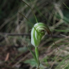 Diplodium decurvum at QPRC LGA - suppressed