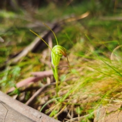 Diplodium decurvum at QPRC LGA - suppressed