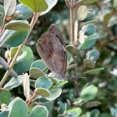 Heteronympha merope (Common Brown Butterfly) at Aranda, ACT - 23 Jan 2024 by KMcCue