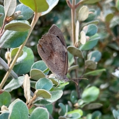 Heteronympha merope (Common Brown Butterfly) at GG182 - 23 Jan 2024 by KMcCue