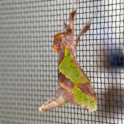 Aenetus ligniveren (Common Splendid Ghost Moth) at Surf Beach, NSW - 27 Jan 2024 by Hejor1