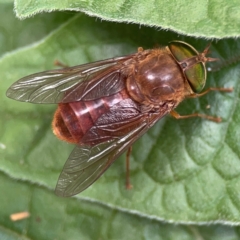 Scaptia testacea (March Fly) at Surf Beach, NSW - 27 Jan 2024 by Hejor1