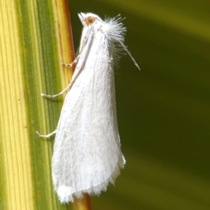 Tipanaea patulella at QPRC LGA - 28 Jan 2024