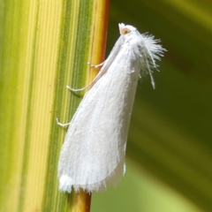 Tipanaea patulella at QPRC LGA - 28 Jan 2024