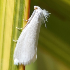 Tipanaea patulella at QPRC LGA - 28 Jan 2024