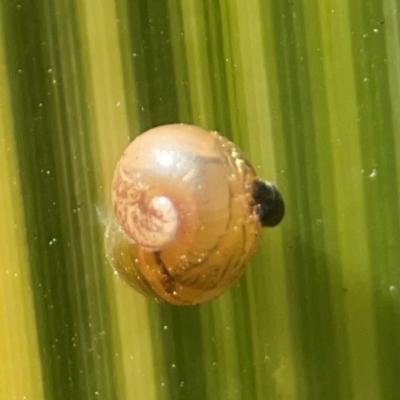Cornu aspersum (Common Garden Snail) at Braidwood, NSW - 28 Jan 2024 by Hejor1
