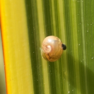 Cornu aspersum at QPRC LGA - 28 Jan 2024