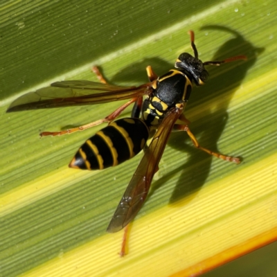 Polistes (Polistes) chinensis (Asian paper wasp) at QPRC LGA - 28 Jan 2024 by Hejor1