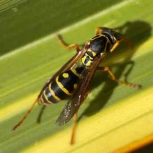 Polistes (Polistes) chinensis at QPRC LGA - 28 Jan 2024 02:56 PM