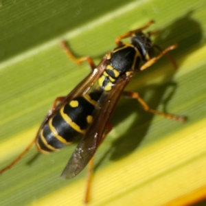 Polistes (Polistes) chinensis at QPRC LGA - 28 Jan 2024 02:56 PM