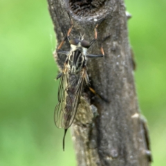 Asilidae (family) at Ainslie, ACT - 28 Jan 2024 by Hejor1