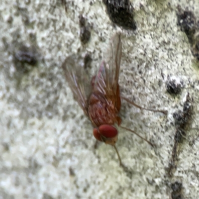 Dichaetomyia sp. (genus) (Bush fly) at Ainslie, ACT - 28 Jan 2024 by Hejor1