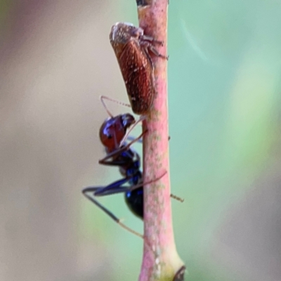 Katipo rubrivenosa (A leafhopper) at Ainslie, ACT - 28 Jan 2024 by Hejor1