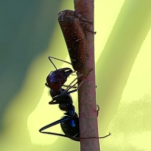 Katipo rubrivenosa at Ainslie, ACT - 28 Jan 2024