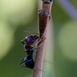 Katipo rubrivenosa at Ainslie, ACT - 28 Jan 2024