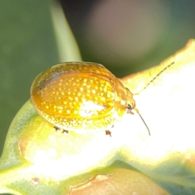 Paropsisterna cloelia (Eucalyptus variegated beetle) at Ainslie, ACT - 28 Jan 2024 by Hejor1